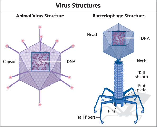 This is a diagram of two seperate viruses titled ‘Virus Structures.’ The image on the left is labelled ‘Animal Virus Structure’ and is a purple icosahedron labelled ‘Capsid’ with protrusions from each vertex. A square cut out of the forward face reveals a number of purple, squiggly lines labelled ‘DNA.’ The image on the right is labelled ‘Bacteriophage Structure’ and is blue in colour. At the top of the structure is an icosahedron labelled ‘head’ and a square cut out of the forward face reveals a number of purple, squiggly lines labelled ‘DNA.’ The head sits on top of a cylinder labelled ‘tail sheath’, connected to the head at a point labelled ‘Neck.’ At the bottom of the cylinder is a section labelled as ‘End plate’ with short protrusions labelled ‘Pins’ coming from the bottom. Equally spaced around the outer edge of the end plate are six leg-like structures with a joint in the centre of each. These legs are labelled as ‘tail fibers.’