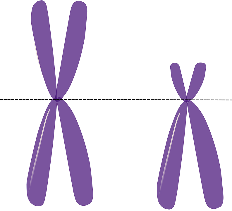 This is a diagram of two purple X-shaped chromosomes side by side on a white background.  A dashed line runs horizontally across the image and goes through the position where all four arms of the X meet. On the chromosome to the left, the arms on the top and the bottom are the same length. On the chromosome to the right, the bottom arms are the same length as the arms on the other chromosome, but the top arms are much shorter.