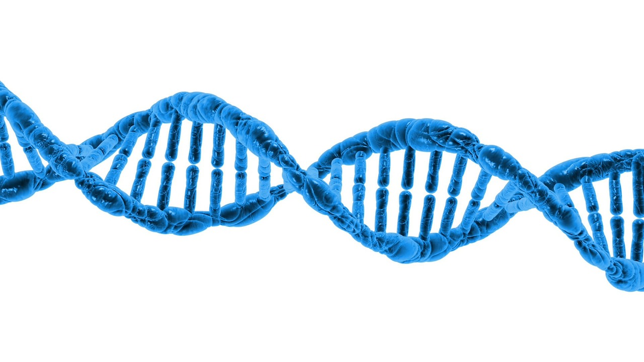 This is an image of a piece of blue DNA at high magnification. The strand runs horizontally and resembles a ladder that has been twisted or a spiral staircase. Each twisted section contains a number of vertical, blue ‘rungs’ that have a small gap in the centre.