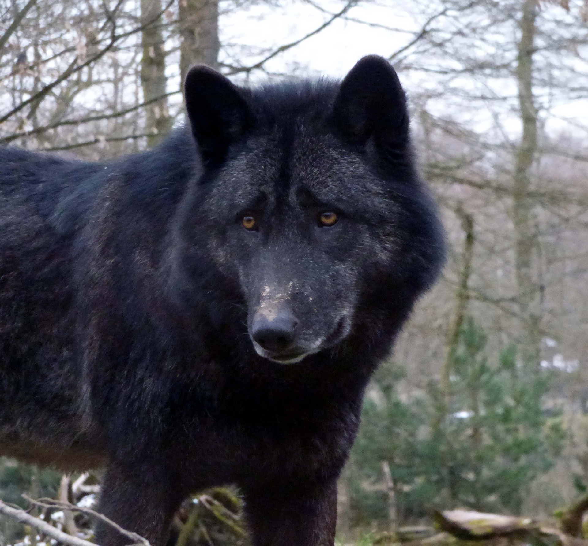 This is an image of a black wolf. The wolf is coming into the image from the left, and only its head and front quarters are visible. The wolf is looking out of the image with his head turned to its right. The background is blurred forest.