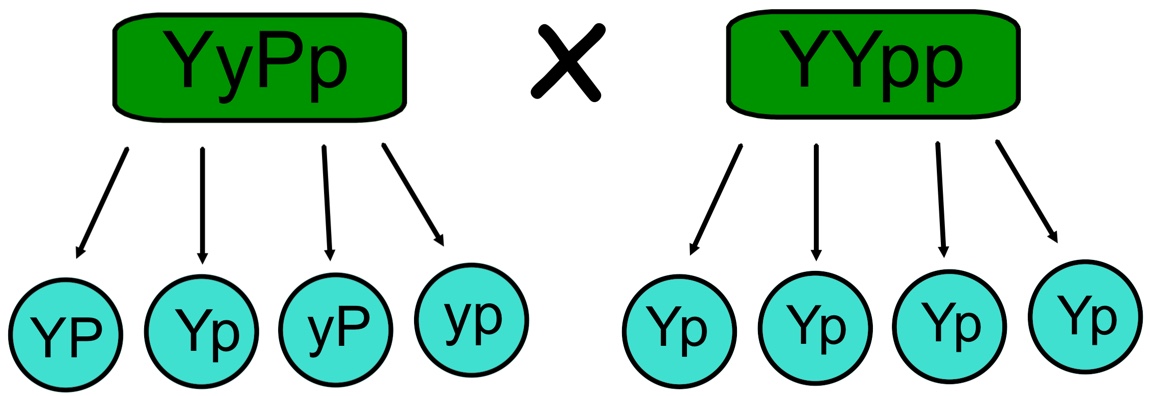 This is an image of a dihybrid cross. On the top-left is a horizontal green rectangle with a black border. The rectangle contains the label ‘YyPp.' Four black arrows come from the bottom of the rectangle and lead to a row of four blue circles with black borders. Each circle contains a two letter label. From left to right the labels are ‘YP’, ‘Yp’, ‘yP’, and ‘yp.' On the top-right is a horizontal green rectangle with a black border. The rectangle contains the label ‘YYpp.' Four black arrows come from the bottom of the rectangle and lead to a row of four blue circles with black borders. Each circle contains the two letter label ‘Yp.' There is a black ‘x’ between the two green rectangles.