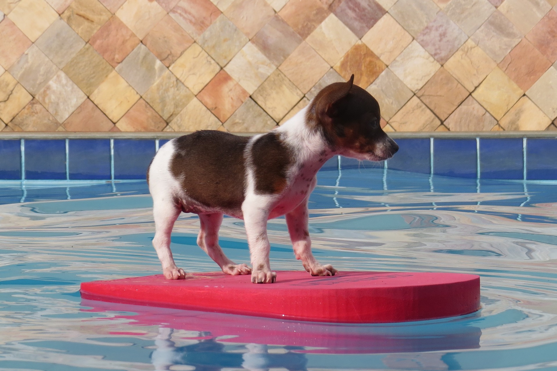 This is an image of a brown and white puppy standing on a red flutterboard in a pool. There are ripples on the surface of the water and the background is a tiled wall.