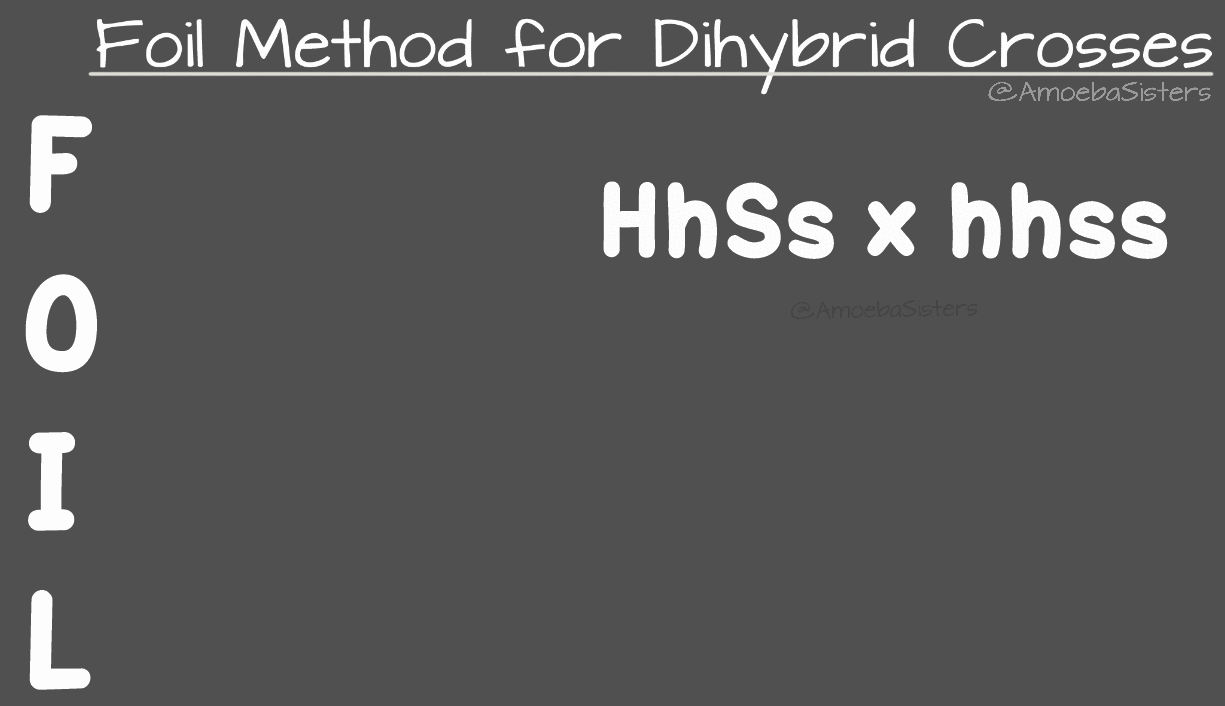 This is an animated gif with a dark-grey background and the title along the top ‘Foil Method for Dihybrid Crosses.' Down the left side are the words ‘First’, ‘Outside’, ‘Inside’, and ‘Last.' On the right side is written ‘HhSs x hhss’. On the ‘HhSs’, there is a curved arrow on top that connects the H and S, and an arrow connecting the h and S. On the bottom are curved arrows connecting H and s and H and s. On the top of ‘hhss’, there are two curved arrows that connect the first h and the first s, and the second h and the first s. On the bottom, there are two more curved arrows that connect the first h to the last s, and the second h to the second s. The letters ‘HS’, ‘Hs’, ‘hS’, and ‘hs’ are written vertically below the ‘HhSs.' The letters ‘hs’, ‘hs’, ‘hs’, and ‘hs’ are written vertically below the ‘hhss.'