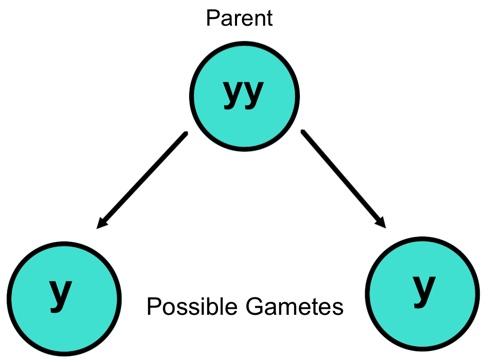 This is a diagram showing three green circles in a pyramid formation. The top circle has the label ‘parent’ above it and two arrows coming from the bottom of the circle and pointing to each of the circles below. Between the two lower circles is the label ‘Possible Gametes.' The parent circle contains the letters ‘yy.' Both the lower circles contain the letter ‘y.'