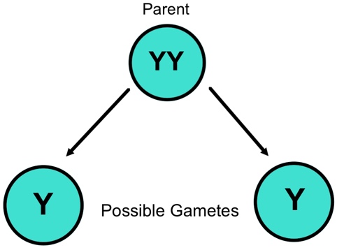 This is a diagram showing three green circles in a pyramid formation. The top circle has the label ‘parent’ above it and two arrows coming from the bottom of the circle and pointing to each of the circles below. Between the two lower circles is the label ‘Possible Gametes.' The parent circle contains the letters ‘YY.' Both the lower circles contain the letter ‘Y.'