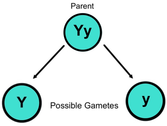This is a diagram showing three green circles in a pyramid formation. The top circle has the label ‘parent’ above it and two arrows coming from the bottom of the circle and pointing to each of the circles below. Between the two lower circles is the label ‘Possible Gametes.' The parent circle contains the letters ‘Yy.' The left lower circle contains the letter ‘Y’ and the right lower circle contains the letter ‘y.'