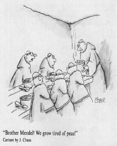 This is an image of a black and white cartoon. Five monks are sitting around a table with bowls and spoons in front of each one. At the end of the table, another monk is standing and holding a steaming bowl of peas. The caption reads, ‘Brother Mendel! We grow tired of peas!’
