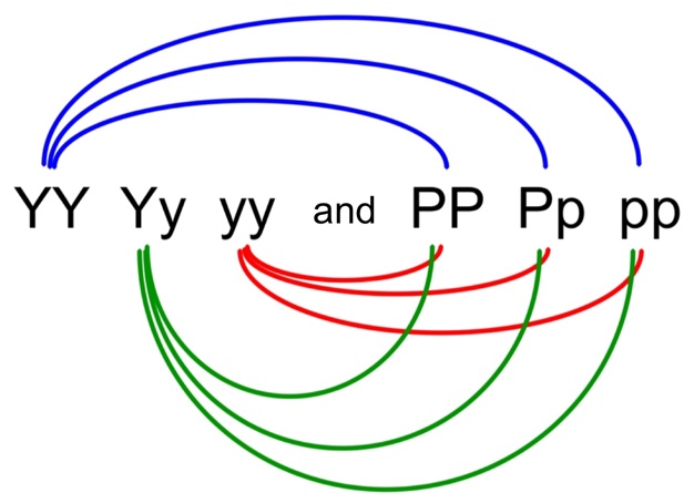 This is a diagram showing the various combinations of genotypes on a white background. Across the centre of the image is written ‘YY Yy yy and PP Pp pp.' Curved lines of different colour connect different pairs of letters together. Blue curved lines at the top of the image connect YY and pp, YY and Pp, and YY and pp. Green curved lines at the bottom of the image connect Yy and PP, Yy and Pp, and Yy and pp. Finally, red curved lines below the letters connect yy and PP, yy and Pp, and yy and pp.