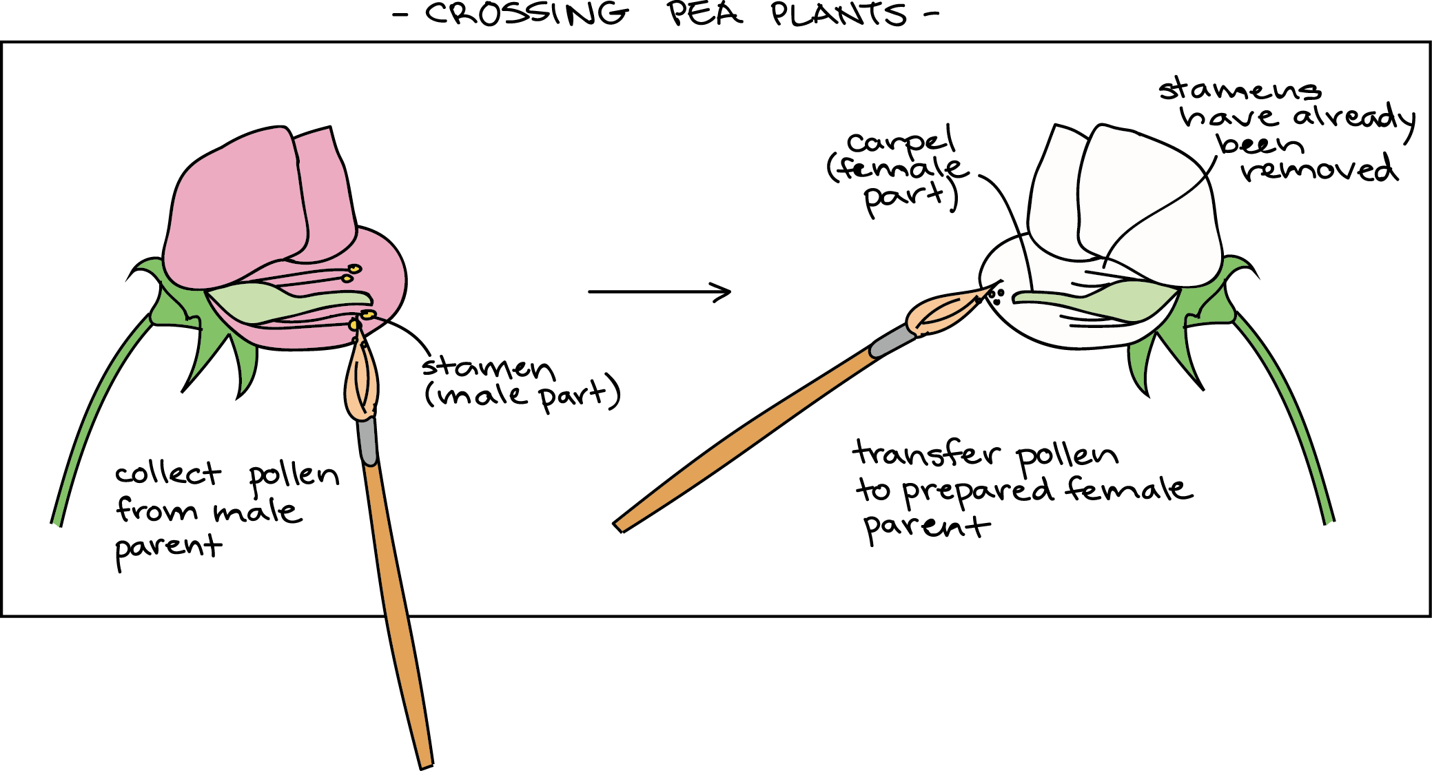 This is an illustration labelled ‘Crossing Pea Plants.’ There are two flowers in the image. The left flower has purple petals and a short stem. The bristles of a brown paint brush are against a green protrusion in the flower labelled ‘stamen (male part).’ Below this flower are the words, ‘collect pollen from male parent.’ There is a thin arrow in the centre of the image pointing to the right and at a second flower. This flower looks the same as the other one, only it has white petals. The bristles of a brown paint brush are shown touching a green protrusion in the flower labelled ‘carpel (female part). Another label to the top right of the white flower says, ‘stamens have already been removed.’ Under the white flower is a caption that reads, ‘transfer pollen to prepared female parent.'