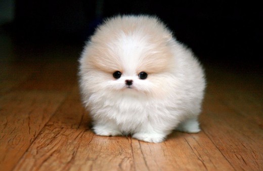 This is an image of an extremely fluffy teacup pomeranian puppy. He is white with light brown on his head. He is facing frontward, and is standing on a hardwood floor. The background is darkly shadowed.