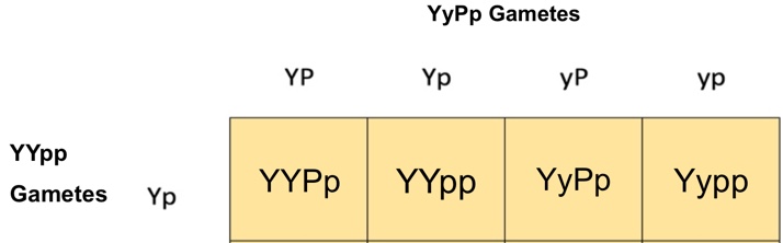 This is an image of a 1 x 4 Punnett square. Each cell has a yellow background. On the top of the square is the label ‘YyPp gametes.' Each column has a two-letter label above it. From left to right is ‘YP’, ‘Yp’, ‘yP’, and ‘yp.' On the left side of single row of cells is the label ‘YYpp Gametes.' The column has the label ‘Yp’ to the immediate left of it. Each cell contains a four-letter label. Going left to right is ‘YYPp’, ‘YYpp’, ‘YyPp’, and ‘Yypp.'