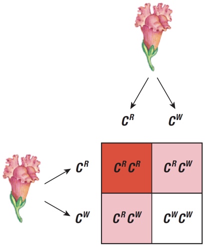 This is an image of a 2 x 2 Punnett square. On the top and the left side of the square is a pink flower. Two arrows come down from the top flower pointing to the labels on top of the two columns of the square. The left label is ‘CR’ and the right label is ‘CW.' Two arrows come from the flower on the left pointing to the labels beside the two rows of the square. The top label is ‘CR’ and the bottom label is ‘CW.' The top-left cell is red and is labelled ‘CRCR.' The top-right cell is pink and is labelled ‘CRCW.' The bottom-left cell is pink and labelled ‘CRCW’, and the bottom-right cell is white and labelled ‘CWCW.'