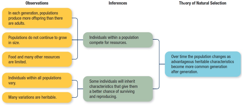 This is an image of a flow chart that has three columns. The left column is labelled ‘Observations’ on the top, and consists of five orange rectangles. Moving from top to bottom, the contents of the rectangles are ‘In each generation, populations produce more offspring than there are adults’, ‘Populations do not continue to grow in size’, ‘Food and many other resources are limited’, ‘Individuals within all populations vary’, and ‘Many variations are heritable.' The middle column is labelled at the top as ‘Inferences’ and consists of two green rectangles. The top three rectangles from the first column have lines coming from them that flow right and lead to the top rectangle in the middle column, which contains ‘Individuals within a population compete for resources.’ The bottom two rectangles in the left column have lines coming from them that flow right and lead to the bottom rectangle in the middle column, which contains ‘Some individuals will inherit characteristics that give them a better chance of surviving and reproducing.’ Each rectangle in the middle row has a line coming from it that meets up and flows to the right to connect with the only rectangle in the right-most column. The column has the label ‘Theory of natural Selection’ above it. The blue rectangle contains ‘Over time the population changes as advantageous heritable characteristics become more common generation after generation.'