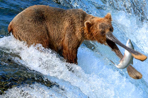 This is a photoshopped image of a bear with a long scoop bill. The bear is standing at the top of a small water wall in a river. A salmon has jumped out of the water and the bear stretches its neck to reach the fish. The photoshopped bill is just about to clamp down on the fish.