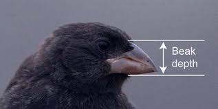 This is an image of a black finch with a brown beak. Only the head of the bird is shown, and it is looking to the right. A horizontal white line is drawn on the image just above the beak and one just below. There is a vertical arrow with an arrow head on both ends and the label ‘Beak depth’ to the right of the arrow.