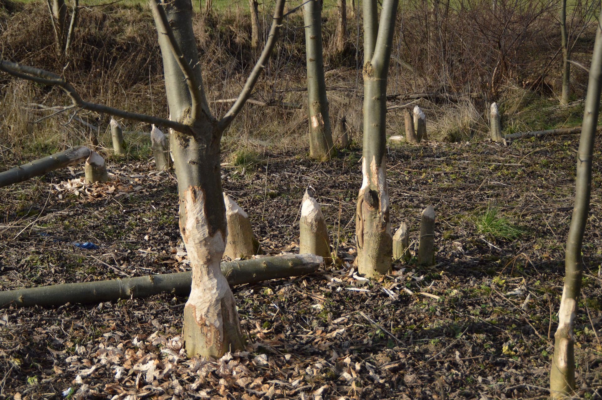 This is an image of forest with a dirt ground. Ten poplar trees are scattered throughout the image, with some in the foreground and some in the background. Three of the trees are lying on the ground beside their stump. The stumps have been chewed by a beaver and appear as sharpened pencils. Seven other stumps, also chewed by beavers, are scattered throughout the image but the rest of the tree associated with those stumps are not in the image.