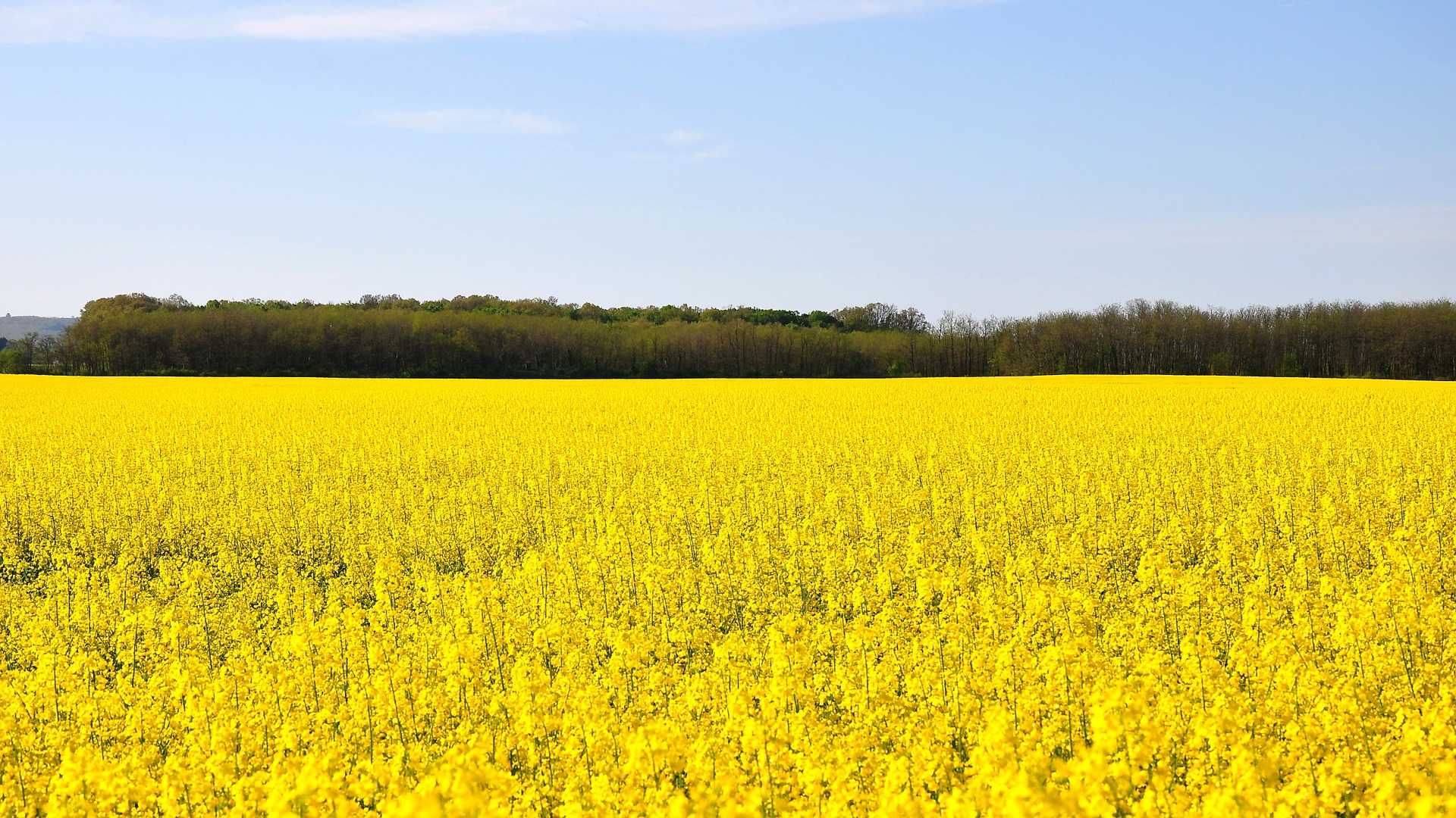 This is an image of an expansive canola field of bright, yellow flowers. The canola stretches across the image with a treed area in the background under a blue sky with a small number of wispy clouds.