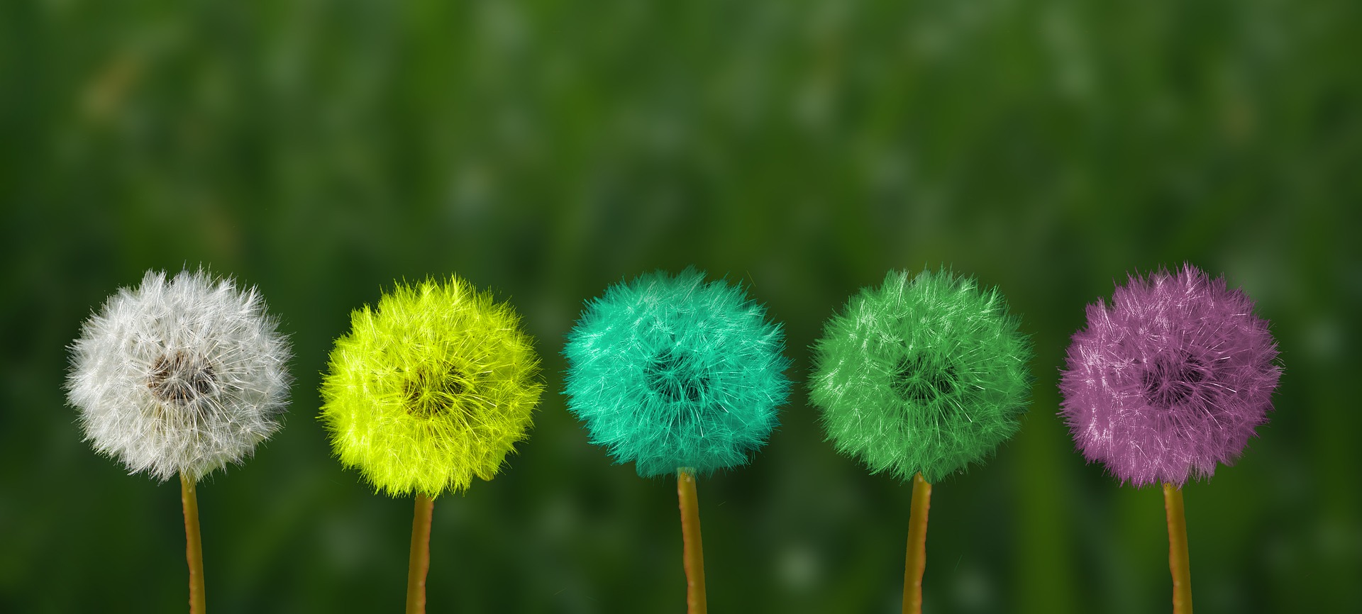 This is an image of five dandelions that are in seed mode and look like puff-balls. The plants are lined up horizontally, with only the seed ball and the top of the stem in the image. Each seed ball is a different colour. Moving from left to right, the colours are white, yellow, blue, green, and purple. The background is blurred, with green leaves.