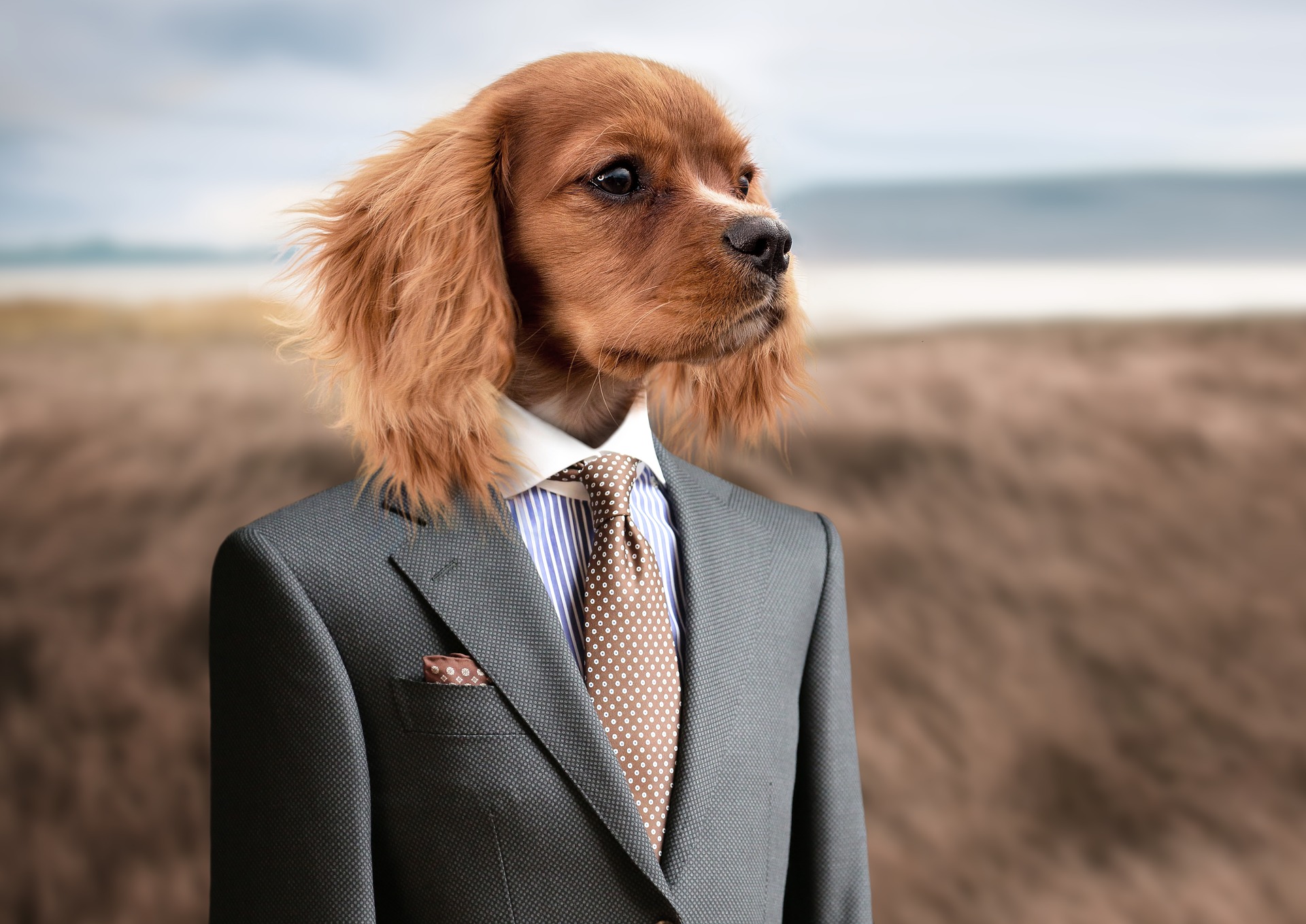 This is an image of a dog’s head superimposed on top of an image of a person wearing a grey suit and  brown tie. The suit can be seen from the waist up. The dog is brown with long, fluffy ears. The background is a blurred field with water and hills in the distance.