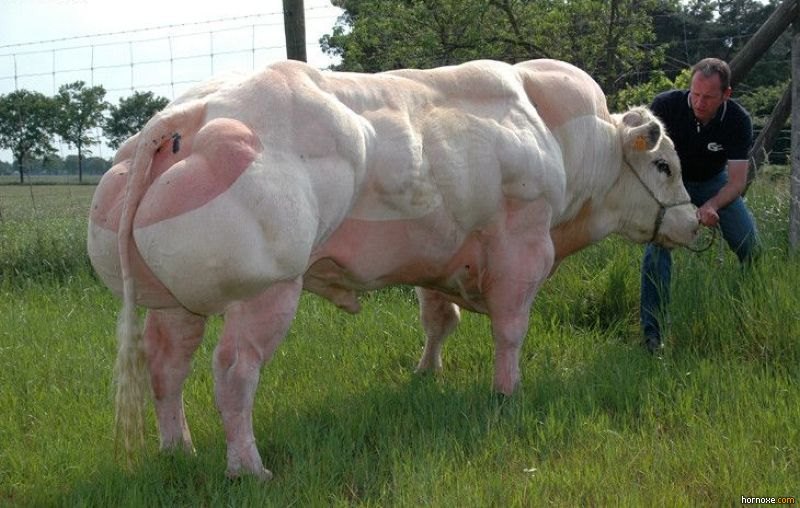 This is an image of an incredibly large bull standing in a field with a wire fence and trees in the background. A man wearing blue jeans and a blue shirt is holding on to the bull’s harness. The bull has a white coat, but has been shaved down to pink skin in certain areas to show off its bulging muscles.