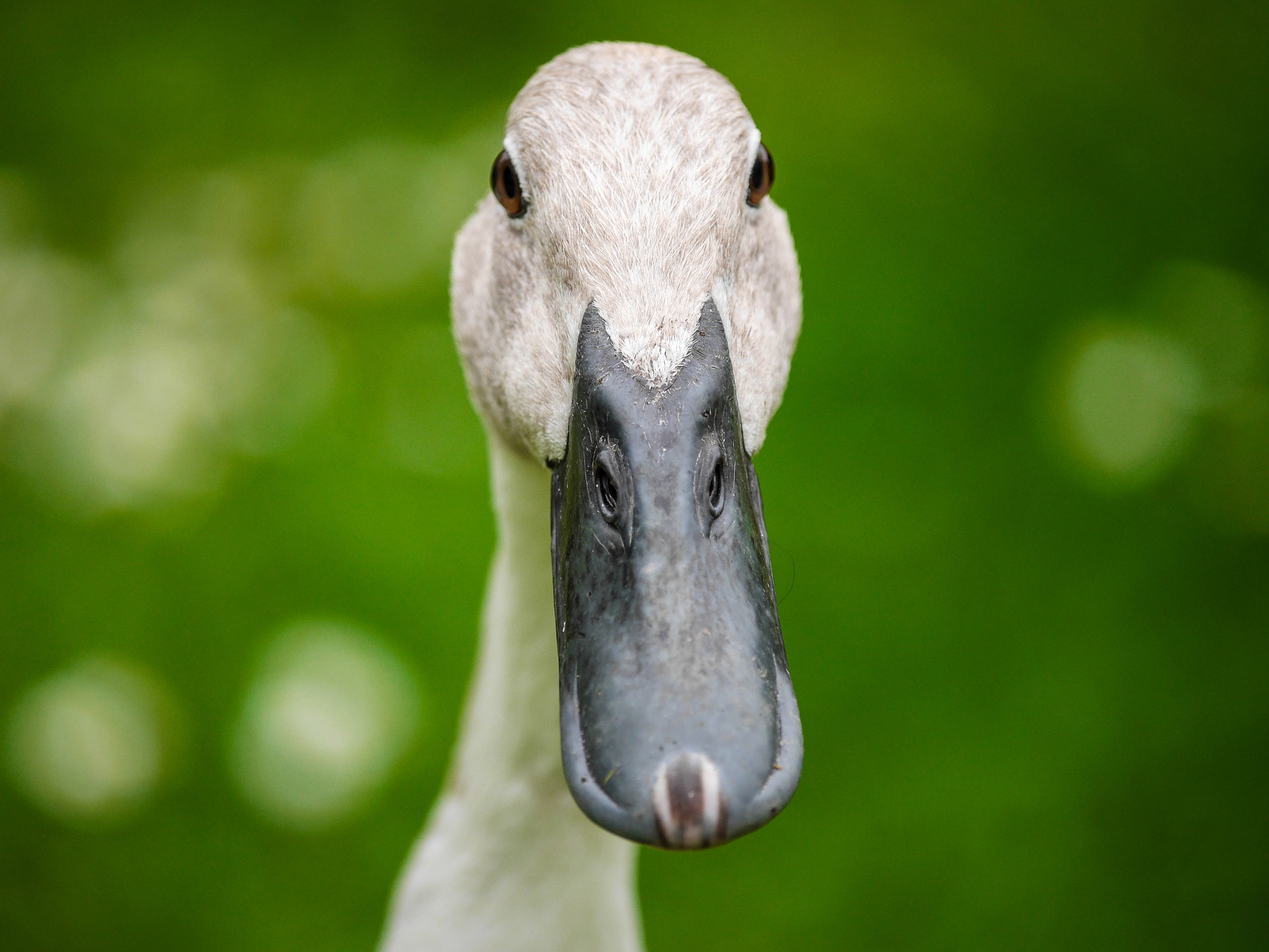 This is an image of a duck with white and light-brown feathers. Only the head of the duck is in the image. Its black bill is a classic long and flat duckbill. The background is blurred, green leaves.