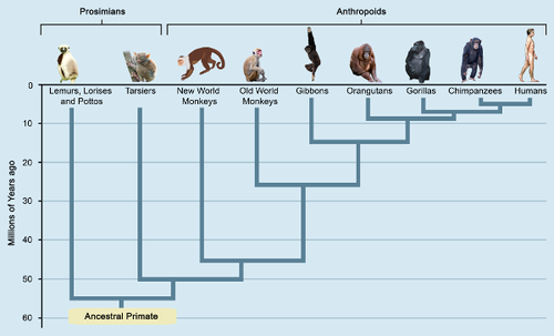 This is a diagram showing how species are related to a common ancestor. Across the top of the image are depictions of nine animals, each with a label beneath them. Starting at the left is a white and black lemur with the label ‘Lemurs, Lorises and Pottos'. The next over is a grey tarsier grasping a tree labelled ‘Tarsiers.' The next is a brown monkey with a white face labelled ‘New World Monkeys.' The next is a grey monkey with a pink face labelled ‘Old World Monkeys.' The next animal to the right is a black gibbon labelled ‘Gibbons.' Next over is an orangish-brown orangutan labelled ‘Orangutans.' The next to the right is a black ape labelled ‘Gorillas.' The next to the right is a black chimp with a pink face labelled ‘Chimpanzees,' and the last image on the right is a nude human labelled ‘Humans.' A square bracket about the lemur and tarsiers is labelled ‘Prosimians.' Another square bracket encompasses the rest of the animals and is labelled ‘Anthropoids.' Below the images is a graph, with the animals making up the x-axis and the y-axis on the left labelled as ‘Millions of Years ago’ and there is a scale from 0 down to 60. Square brackets below the images show the lineage and the date at which they split. These brackets are nested starting from the right. Chimpanzees and Humans share a bracket that indicates the split at 5 on the graph. Moving left, the next bracket connects Gorillas to the last bracket at 7 on the scale. The next connects Orangutans to the last bracket at 9. The next bracket to the left connects Gibbons to the last bracket at 15. Old World Monkeys are then connected to the last bracket at 26 on the scale. The next bracket to the left connects New World Monkeys to the last bracket at 45. The next over connects Tarsiers to the last bracket at 50. The last bracket to the left connects Lemurs, Lorises and Pottos to the last bracket at 55 on the scale. A line extends down from that last bracket to a yellow box that reads ‘Ancestral Primate’ at the 60 on the scale.