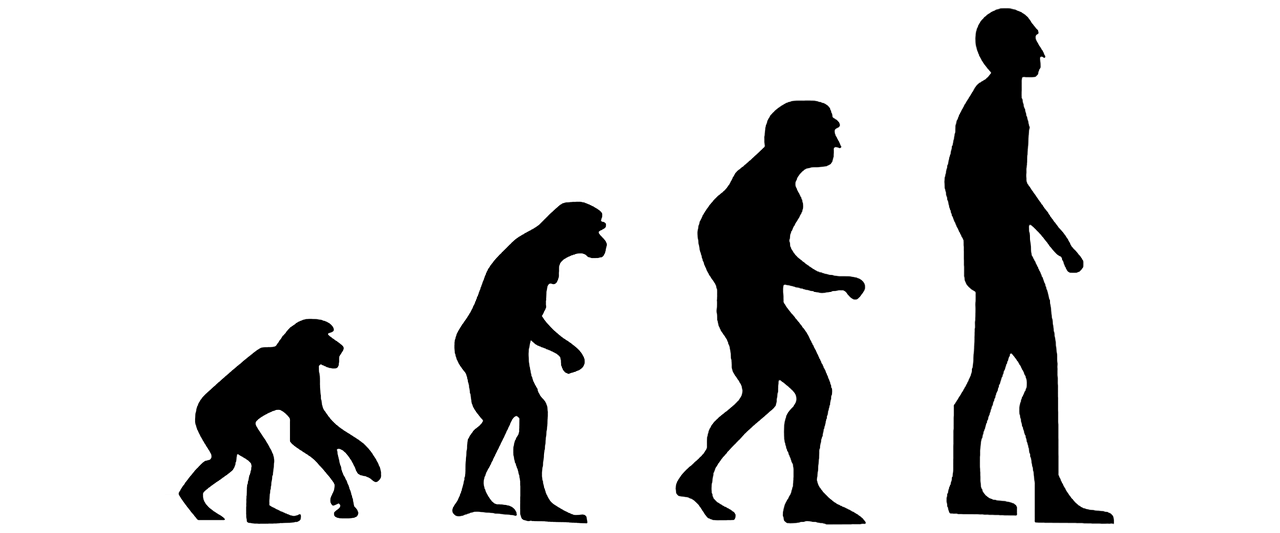 This is an image showing four silhouettes arranged horizontally on a white background. The left-most image is an ape walking on all fours. The next ape-like figure to the right is walking on two feet but is still hunched over. The next figure to the right is more human-like, but still slightly hunched. The final figure on the right is a modern man standing upright on two feet.