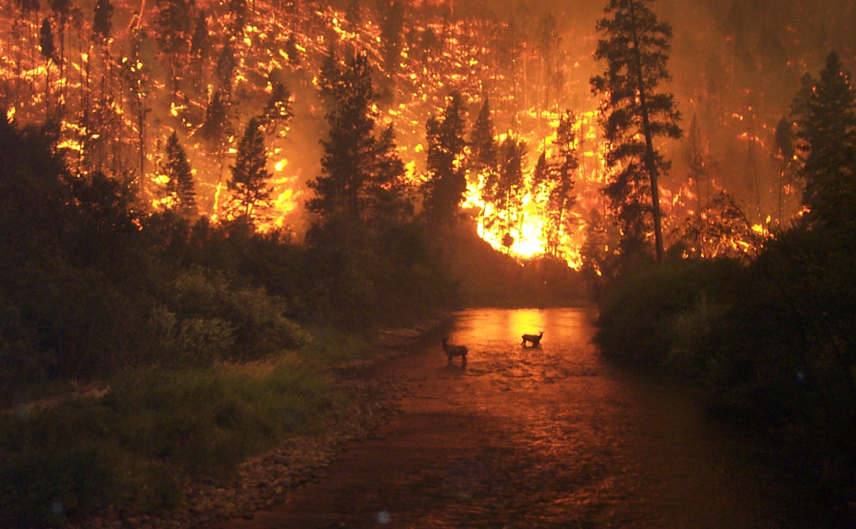 This is an image of a forest on fire in the background, with the foreground being a river with two elk standing in it. The banks of the river to the right and left are covered in green trees that are not yet burning. Only the trees in the background are on fire, and the reflection of the flames can be seen on the water.