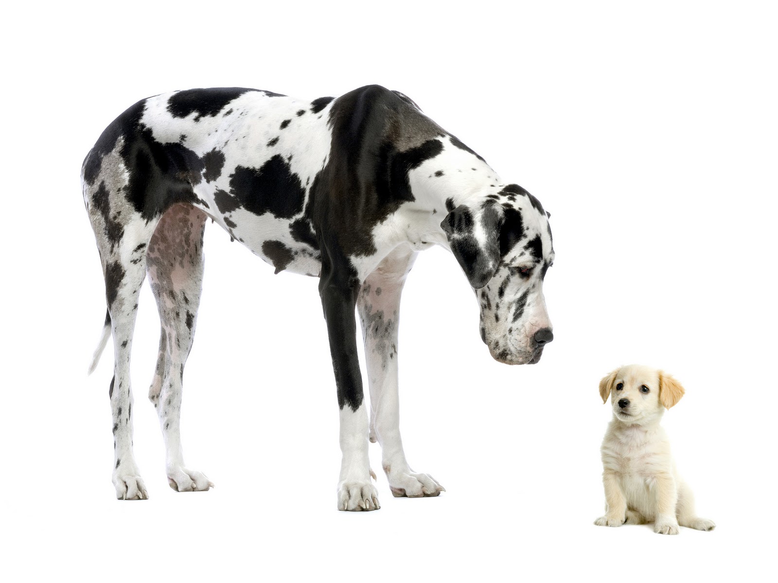 This is an image of two dogs on a white background. The dog on the left is a large, black and white coloured Great Dane looking down at the dog on the left. The dog on the right is a much smaller tan-coloured puppy. The puppy is sitting, while the Great Dane is standing and looking down at the puppy.