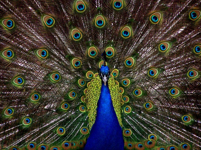 This is am image of a male peacock. In the centre is the blue body of the bird from the chest up. The background is the splayed tail-feathers with designs that look like a series of scattered eyes with green, blue, and brown colouring.