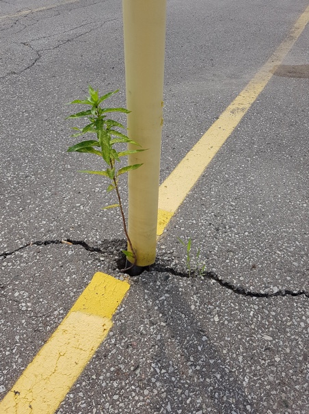 This is an image of a small plant growing out of a crack in a paved parking lot. The plant is growing beside a yellow pole and a yellow line is painted on the pavement running from the bottom-left to the upper-right corner of the image.