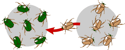 This is a diagram showing two grey circles beside each other on a white background. There is a red arrow running from the right circle to the left circle. The left circle contains six green beetles with brown legs. The right circle contains six brown beetles with brown legs and green head, with one of the beetles walking across the red arrow toward the left circle.