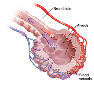 This is a diagram showing a pink tube labelled ‘Bronchiole’ coming from the upper left of the image and ending at a spherical structure looking like a bunch of grapes. This structure is labelled ‘Alveoli’ and has two lines pointing from the label to two of the grape-like structures. The bronchiole and the alveoli has been sectioned so that you can see that the inside is hollow. The outside of the bronchial tube has five evenly-spaced orange rings around it. Following along the right side of the bronchiole is a red tube that branches into a network of smaller tubes that wrap around the outside of the right side of the alveoli. On the left side of the image, a blue tube follows along the bronchiole and branches into a network of smaller tubes that wrap around the outside of the right side of the alveoli. At the bottom of the image is a label that reads ‘Blood vessels’, and lines point from the labels to both the red and blue network of tubes surrounding the left and right of the alveoli. A red arrow labelled ‘O2’ runs down the tube and into the hollow of the alveoli. Four smaller red arrows lead from the alveoli hollow, across the wall of the alveoli structure toward the red network of tubes on the outside of the alveoli. Four small blue arrows lead from the blue network of tubes surrounding the left side of the alveoli and lead to the hollow interior of the alveoli. A larger blue arrow points from the hollow of the alveoli and along the interior of the bronchial tube. This arrow is labelled ‘CO2.’