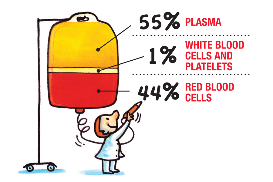 This is a diagram showing the composition of blood. The image is of a blood bag on a rolling stand with a small person wearing all white below it. The figure is holding up what appears to be a large needle that is connect to the bottom of the blood bag by a curled tube. The top section of the bag is orange in colour  and has a line pointing to it with ‘55% Plasma’ written to the right. A thin band of yellow is visible in the centre of the blood bag with a line and label ‘1% While Blood Cells and Platelets’ written to the right. The bottom section of the bag is red, with a line and label that says ‘44% Red Blood Cells’ to the right.