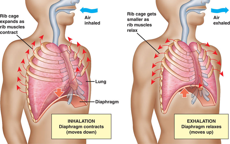 This is a diagram of two humans with the lungs and air passages shown. The two images are side by side and both are from the nose down to the waist. In each image, the airways leading from the mouth and nose down to the pink lungs are grey. The lungs are labelled as such on the left image. The top four ribs are visible over the lungs. Below the lungs is a peach coloured arch labelled ‘Diaphragm’ on the left image. On the left image, a blue arrow points toward the mouth labelled ‘Air inhaled.' An orange arrow on the diaphragm points down. Red arrows point up from the ribs and are labelled ‘Rib cage expands as rib muscles contract.' At the bottom of the left image is a yellow box containing ‘INHALATION Diaphragm contracts (moves down).' On the right image, a blue arrow points away from the mouth labelled ‘Air exhaled.' Red arrows from each rib point down, and are labelled ‘Rib cage gets smaller as rib muscles relax.' An orange arrow on the diaphragm points up. At the bottom of the right image is a yellow box containing ‘EXHALATION Diaphragm relaxes (moves up).