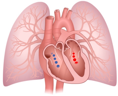 This is a screenshot from the How the Heart Works simulation.