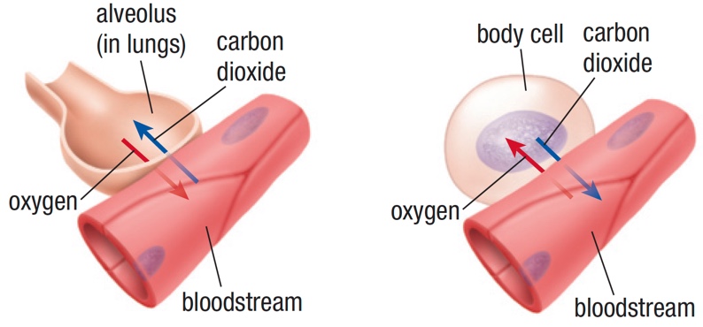 This is an image that shows a cross section of a hollow sphere labelled as ‘alveolus (in lungs)’ next to a section of a capillary blood vessel labelled ‘bloodstream.' A red arrow shows ‘oxygen’ moving from the alveolus to the vessel and a blue arrow shows ‘carbon dioxide’ moving from the vessel to the alveolus. This represents gas exchange in the lungs. A second image shows the same capillary blood vessel labelled ‘bloodstream’, only the alveolus has been replaced by an oval ‘body cell’ with a purple nucleus inside. A red arrow shows ‘oxygen’ moving from the vessel to the cell, and a blue arrow shows ‘carbon dioxide’ moving from the cell to the vessel. This image represents gas exchange between the blood and the cells.