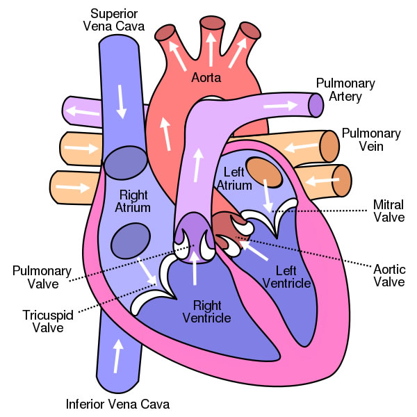 This is a diagram of a labelled human heart in cross section. The are are two large chambers on the bottom labelled “right ventricle’ and ‘left ventricle.' The valve on the top right ventricle is labelled ‘tricuspid valve’ and the valve on the top of the left ventricle is labelled ‘mitral valve.'  Above the ventricles are two smaller chambers labelled ‘right atrium’ and ‘left atrium.' On the right atrium, there is a vein protruding from the top labelled ‘superior vena cava’ and protruding from the bottom labelled as ‘inferior vena cava.' At the top of the image is an arched red vessel labelled ‘aorta.' At the top of the aorta are three smaller vessels protruding up. The aorta is attached to the top of the left ventricle with a valve labelled ‘aortic valve.' A pink vessel comes up from the right ventricle with a valve labelled ‘pulmonary valve’ at the attachment point. This pink vessel branches to the left and right, and the branches are labelled ‘pulmonary artery.' Two small beige tubes are protruding from the left atrium labelled ‘pulmonary vein’, and the ends of two more beige vessels are visible protruding out behind the right atrium.