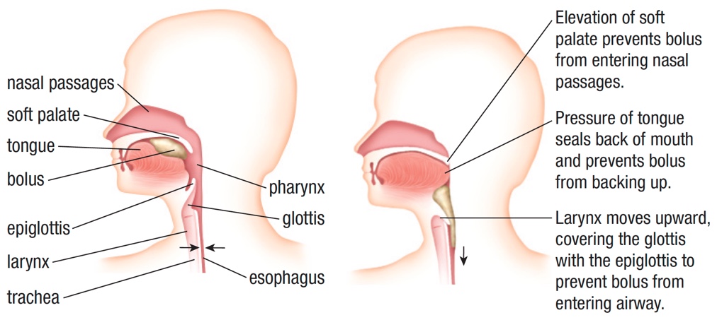 This is a diagram showing the outline of two human heads facing to the left. The two faces are side by side and show the internal structures of the mouth and throat. On the left side of the first head are the labels ‘nasal passages’, ‘soft palate’, ‘tongue’, ‘bolus’, ‘epiglottis’, ‘larynx’, and ‘trachea.' On the right side are the labels ‘pharynx’, ‘glottis’, and ‘esophagus.' The right head in the image has labels down along its right side. The top label says ‘Elevation of soft palate prevents bolus from entering nasal passages.' The next label down states ‘Pressure of tongue seals back of mouth and prevents bolus from backing up.' The last label reads ‘Larynx moves upward, covering the glottis with the epiglottis to prevent bolus from entering airway.’