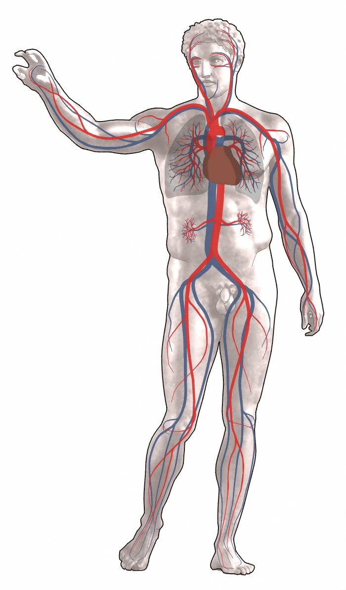 This is a diagram of a man facing out and holding up his right arm. His body is translucent and the heart and main arteries and veins are visible in all the extremities.