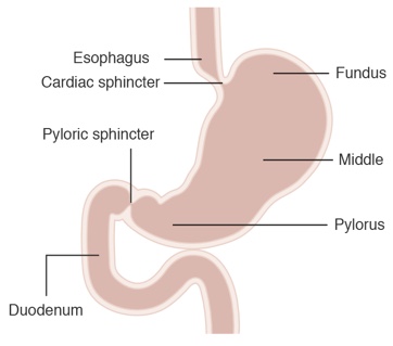 This is a diagram of a pink stomach. A tube comes down from the top and joins a ‘J’ shaped chamber. The tube is labelled ‘Esophagus’ and ‘Cardiac sphincter’ where it connects the chamber. On the right of the chamber are labels. The top label ‘Fundas’ points to the top of the chamber, ‘Middle’ points to the middle, and the label ‘Pylorus’ points to the bottom of the chamber. Another tube is attached at the bottom-left of the chamber and forms an ‘S’ shape. A label that says ‘Pyloric sphincter’ points to the position where the tube connects to the chamber and just down from that a label identifies the tube as the ‘Duodenum.’