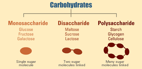 This is an image of a flowchart on a yellow background. The top label reads ‘Carbohydrates’ in blue letters, with lines coming off the bottom and pointing to three columns. The leftmost column is labelled ‘Monosaccharide’ in orange letters with the words ‘Glucose’, ‘Fructose’, and ‘Galactose’ written below it. Below that column is an orange oval labelled as ‘Single sugar molecule.' The middle column is labelled ‘Disaccharide’ in light brown letters, and has the words ‘Maltose’, ‘Sucrose’, and ‘lactose’ below it. Below that column is two light brown ovals with a line connecting them and the label ‘two sugar molecules linked’ below it. The rightmost column is labelled ‘Polysaccharide’ in brown letters with the words ‘Starch’, ‘Glycogen’, and ‘Cellulose’ below it. Below this column is a circle of six linked brown ovals with the label ‘Many sugar molecules linked’ below it.