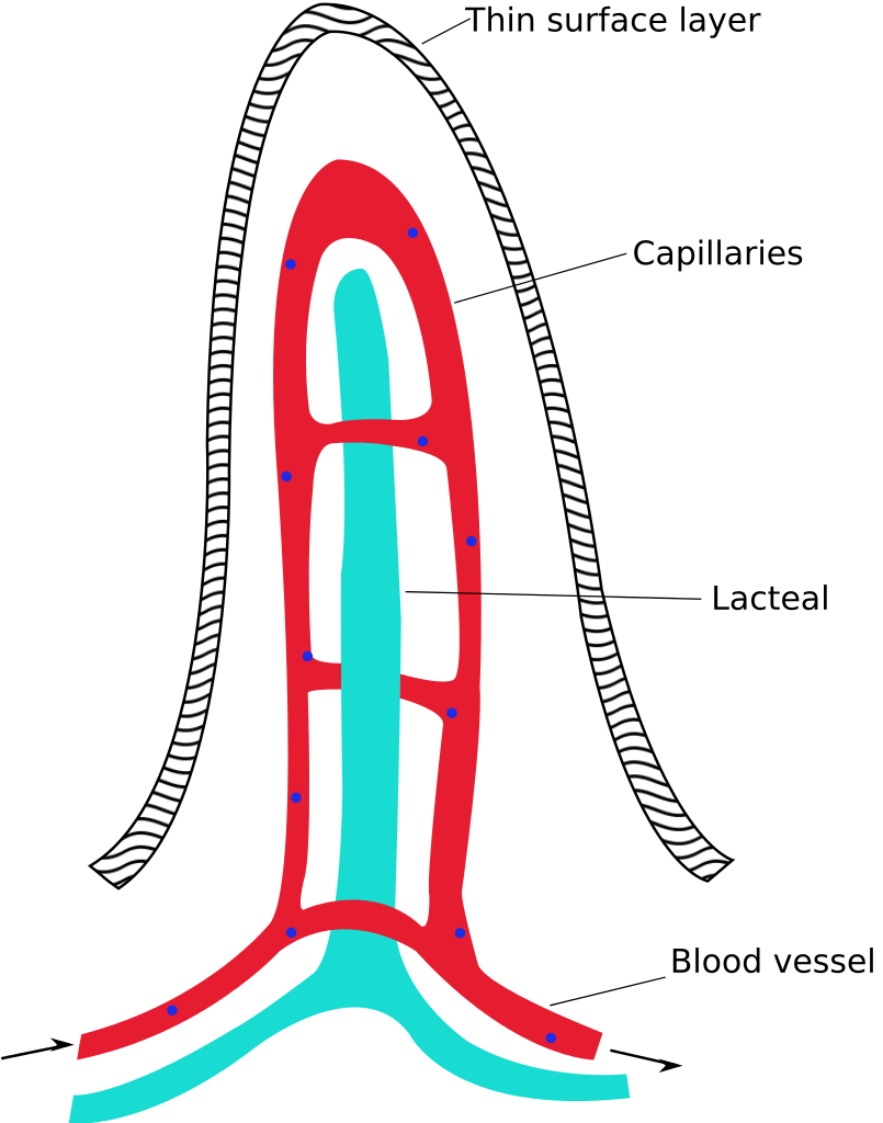  This is a diagram of an intestinal villus. In the centre of the image looks like a white rope in the shape of an arch. It is labelled as ‘Thin surface layer.' Inside the arch is a red ladder-like structure that is closed at the top. The top part of this structure is labelled as ‘Capillaries’, and the bottom section of the ladder, which is bent out to the left and right, is labelled’ Blood vessel.' In the centre of the arch is a blue tube labelled ‘Lacteal’ that is interwoven with the rungs of the red ladder.