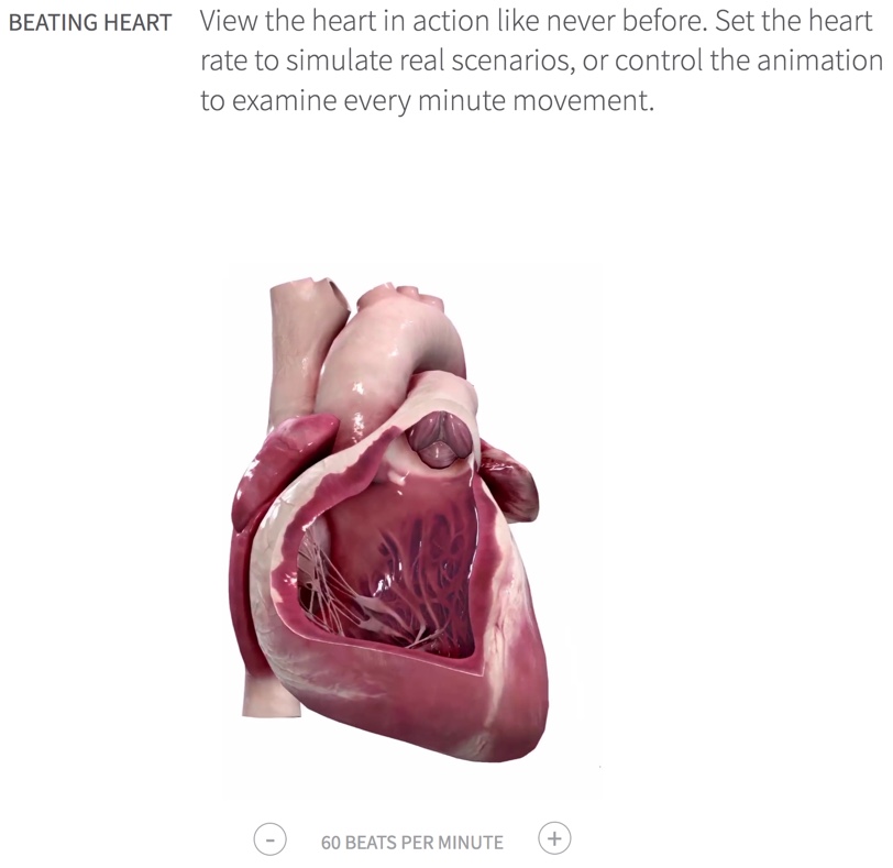 This is a screenshot from the 3D4 Heart simulation website.