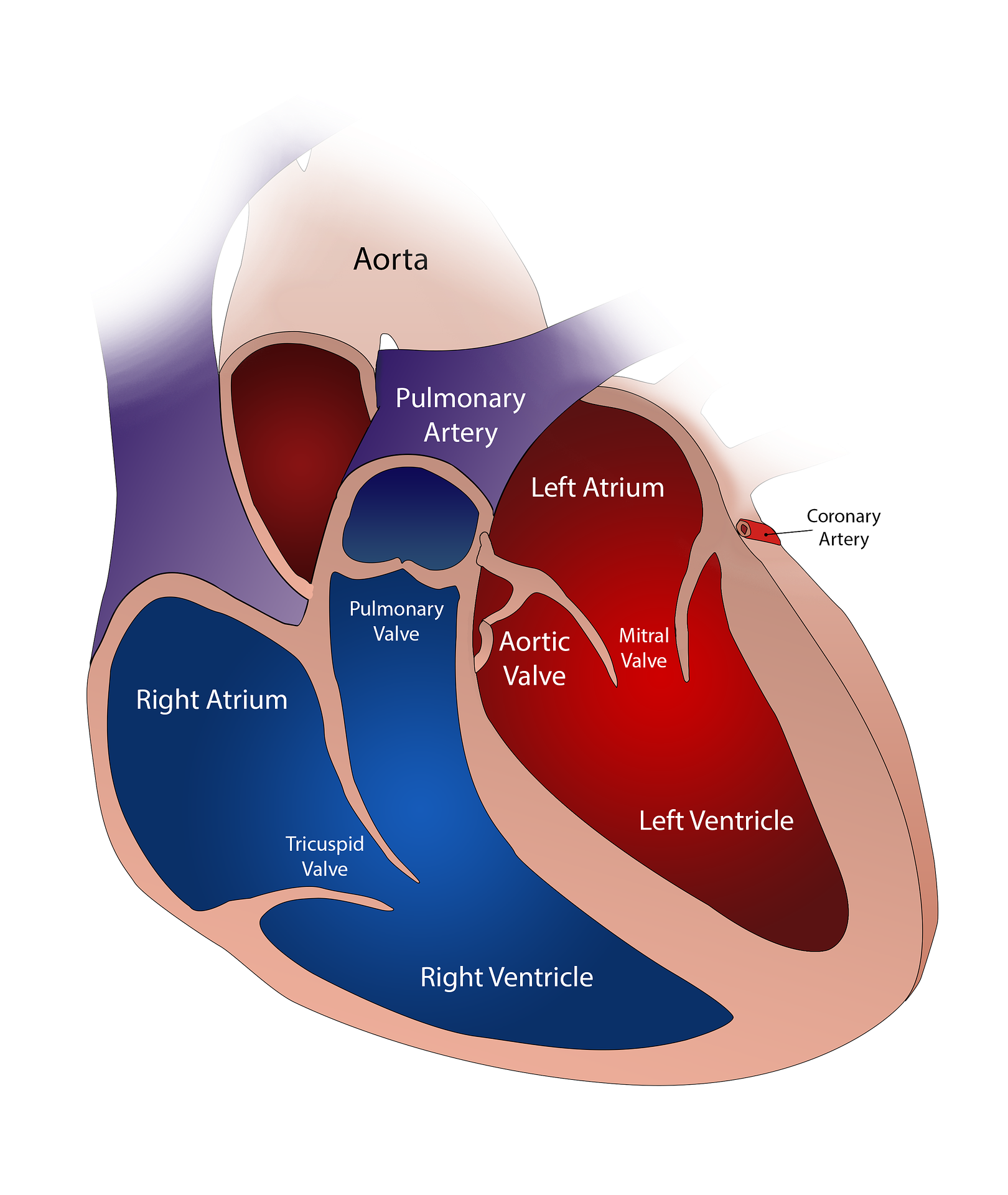 This is a diagram of a heart in cross section on a white background. The left side of the heart is coloured blue, while the right side is red. The walls of the chambers are pink. The top-left chamber is labelled ‘Right Atrium’, and the chamber below it is labelled ‘Right Ventricle.' Both are coloured blue. There is an open valve between those two chambers labelled ‘Tricuspid Valve’. At the top-right of the right ventricle is another valve, only it is closed and is labelled ‘Pulmonary Valve.' The large blue vessel that attached to the top of the pulmonary valve is labelled ‘Pulmonary Artery.' The top-right valve of the heart is labelled ‘Left Atrium’, and the chamber below it is labelled ‘Left Ventricle.’ They are both coloured red. There is an open valve between the two chambers labelled ‘Mitral Valve’, and a closed valve is visible at the top-left of the left ventricle labelled ‘Aortic Valve.' An arched, red vessel is located at the top of the heart and is labelled ‘Aorta.' On the outside-right of the heart close to the point where the atrium and ventricle meet, is a small red vessel labelled ‘Coronary Artery.'