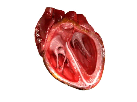 This is an animated gif of an anatomically correct heart in cross section so that the inner chambers and valves of the ventricles are visible. The heart is pumping, and the two valves are opening and closing alternately. The heart is on a white background. The two ventricles are contracting more than the atria.