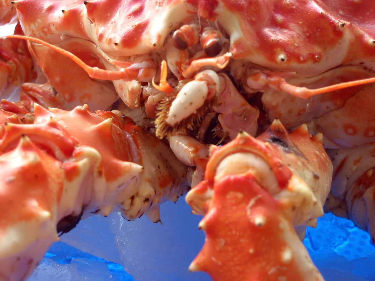 A close-up of a king crab focused on its two front claws, mandibles, mouth, eyes and antennae.