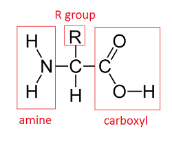 A molecule that has a carbon in the centre with four different groups bonded to it. To the left of the central carbon is an amino group with a red box around it, bonded above the central carbon is an R group with a red box around it, to the right of the central carbon is a carboxyl group with a red box around it, and bonded below the central carbon a hydrogen.