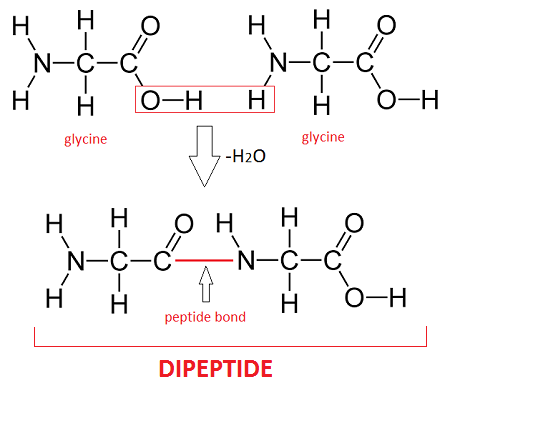 Glycine has hydrogen for its R group side chain. A red box extends from the OH part of the carboxyl group of the left glycine over to one of the H from the amino group of the right glycine. Below this is an arrow pointing down. Beside the arrow is shown -H2O which came from the OH and H of the two glycine molecules. Below the arrow is the combined dipeptide showing the peptide bond between the carboxyl group of the first glycine and the amino group of the second glycine.