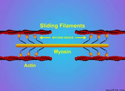 Four horizontal linear actin molecules organized side-by-side and one above another. In the middle of the horizontal space between actin is a molecule of myosin with foot-shaped extensions that touch the four actin molecules. As the myosin moves along the actin, the actin fibers move horizontally closer together.